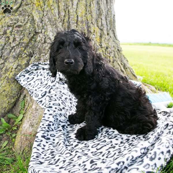Jordan, Mini Goldendoodle Puppy